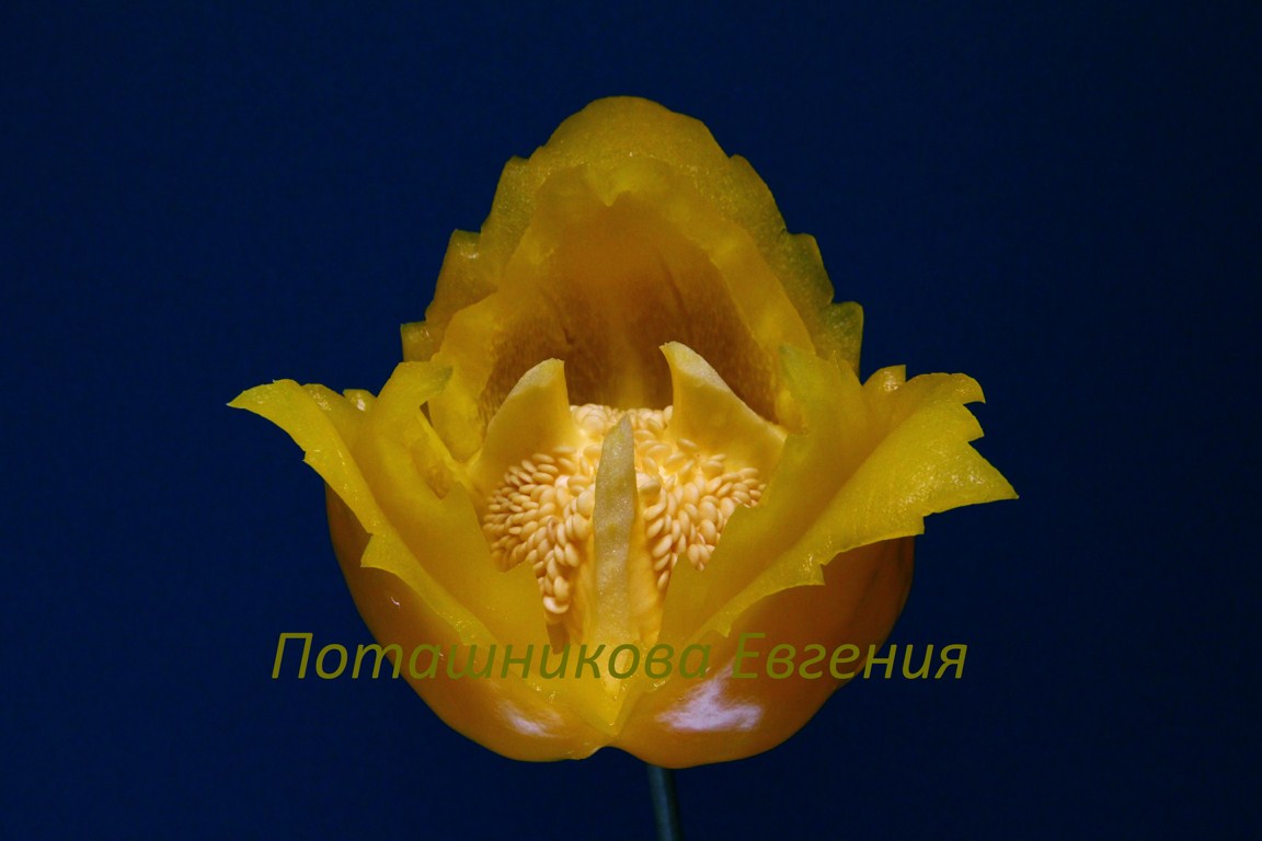 126 Цветок из сладкого перца