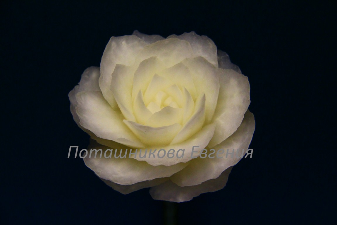 141 Роза из кольраби