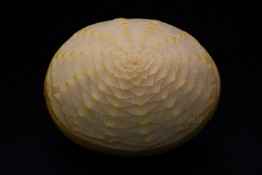 120 Дыня праздничная