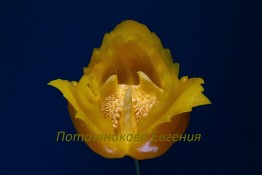 126 Цветок из сладкого перца