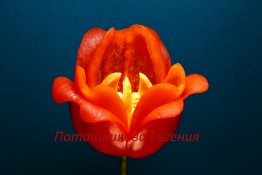 134 Цветок из сладкого перца