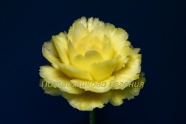 139 Роза из ананаса