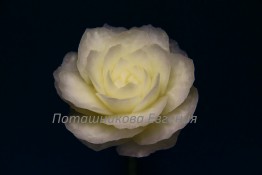 141 Роза из кольраби