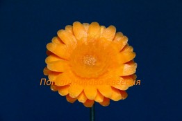 154 Гербера из моркови
